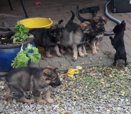 Wunderschöne, lebensfrohe Schäferhundwelpen mit geradem Rücken abzugeben