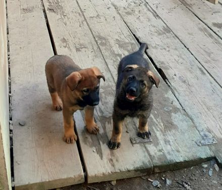 Wunderschöne, lebensfrohe Schäferhundwelpen mit geradem Rücken abzugeben