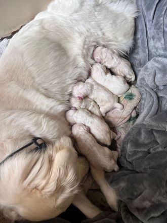 Goldene Retriever Welpen