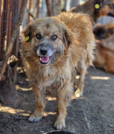 Duke, 6 Jahre, freundlich und ruhig, sucht seine Menschen