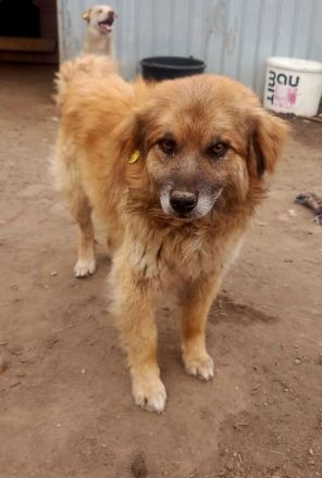 Duke, 6 Jahre, freundlich und ruhig, sucht seine Menschen