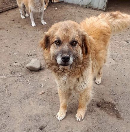 Duke, 6 Jahre, freundlich und ruhig, sucht seine Menschen