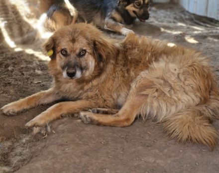 Duke, 6 Jahre, freundlich und ruhig, sucht seine Menschen