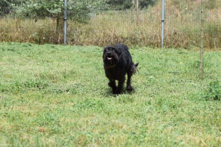 Elmo, freundlicher, verschmuster, anhänglicher Mischlingsjunge (Bouvier), 45 cm groß, 5 Jahre alt