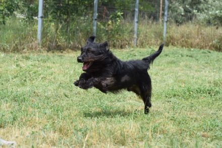 Elmo, freundlicher, verschmuster, anhänglicher Mischlingsjunge (Bouvier), 45 cm groß, 5 Jahre alt