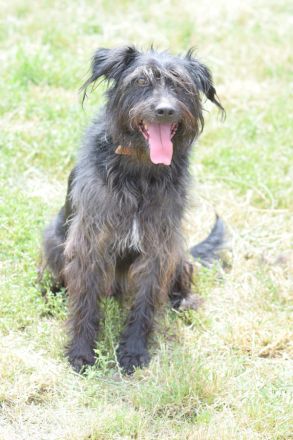 Elmo, freundlicher, verschmuster, anhänglicher Mischlingsjunge (Bouvier), 45 cm groß, 5 Jahre alt
