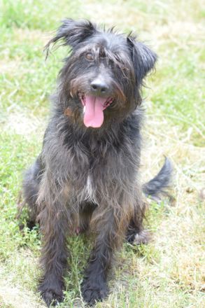 Elmo, freundlicher, verschmuster, anhänglicher Mischlingsjunge (Bouvier), 45 cm groß, 5 Jahre alt