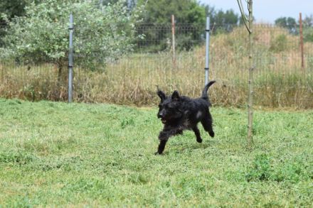 Elmo, freundlicher, verschmuster, anhänglicher Mischlingsjunge (Bouvier), 45 cm groß, 5 Jahre alt