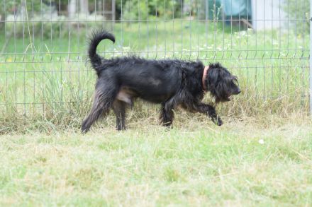 Elmo, freundlicher, verschmuster, anhänglicher Mischlingsjunge (Bouvier), 45 cm groß, 5 Jahre alt
