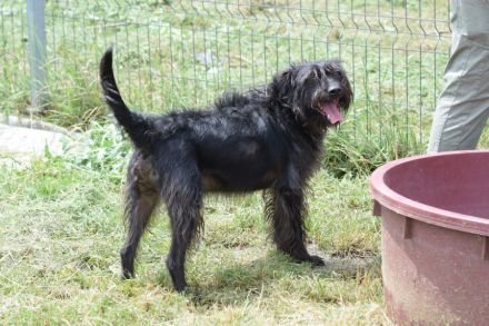 Elmo, freundlicher, verschmuster, anhänglicher Mischlingsjunge (Bouvier), 45 cm groß, 5 Jahre alt