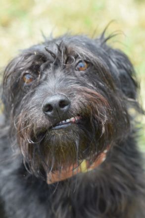Elmo, freundlicher, verschmuster, anhänglicher Mischlingsjunge (Bouvier), 45 cm groß, 5 Jahre alt