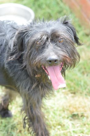 Elmo, freundlicher, verschmuster, anhänglicher Mischlingsjunge (Bouvier), 45 cm groß, 5 Jahre alt