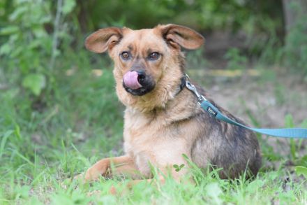 Podrik, freundlicher, sehr verschmuster Handicap Rüde, knapp 3 Jahre alt, 40 cm, Dreibeinchen
