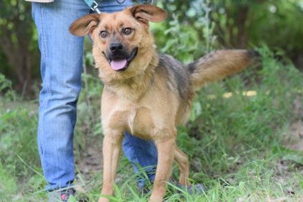 Podrik, freundlicher, sehr verschmuster Handicap Rüde, knapp 3 Jahre alt, 40 cm, Dreibeinchen