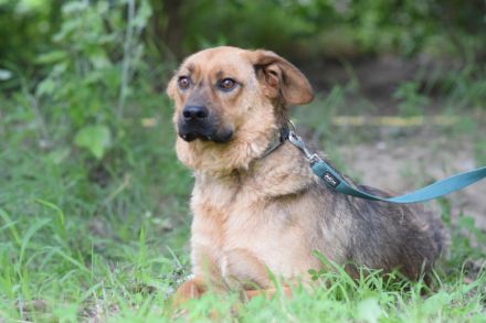 Podrik, freundlicher, sehr verschmuster Handicap Rüde, knapp 3 Jahre alt, 40 cm, Dreibeinchen