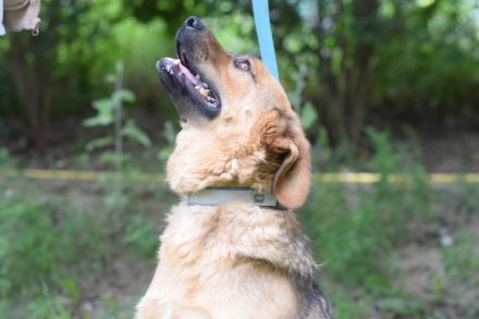 Podrik, freundlicher, sehr verschmuster Handicap Rüde, knapp 3 Jahre alt, 40 cm, Dreibeinchen