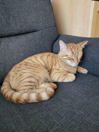 Ich verkaufe Dringend ein roten Kater