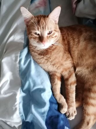 Ich verkaufe Dringend ein roten Kater