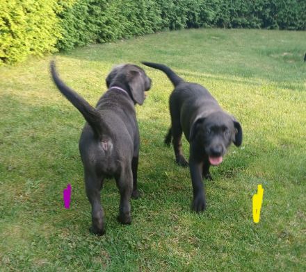 Achtung Abgabebereit : nur noch 1 wunderschöne Labrador Welpe in der Farbe Charcoal