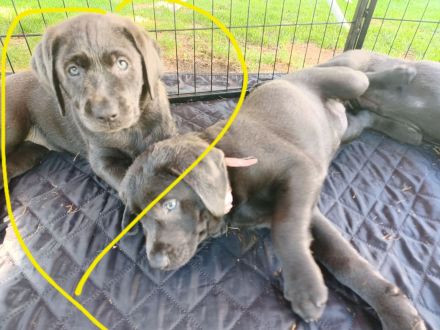 Achtung Abgabebereit : nur noch 1 wunderschöne Labrador Welpe in der Farbe Charcoal