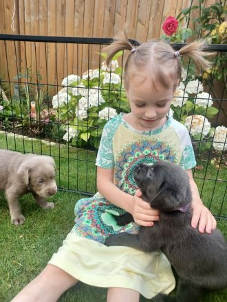 Achtung Abgabebereit : nur noch 1 wunderschöne Labrador Welpe in der Farbe Charcoal