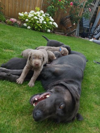 Achtung Abgabebereit : nur noch 1 wunderschöne Labrador Welpe in der Farbe Charcoal