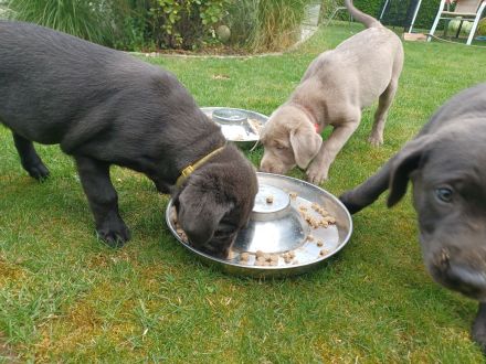 Achtung Abgabebereit : nur noch 1 wunderschöne Labrador Welpe in der Farbe Charcoal