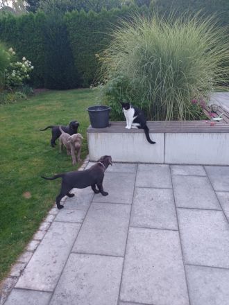 Achtung Abgabebereit : nur noch 1 wunderschöne Labrador Welpe in der Farbe Charcoal