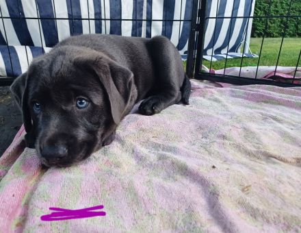 Achtung Abgabebereit : nur noch 1 wunderschöne Labrador Welpe in der Farbe Charcoal