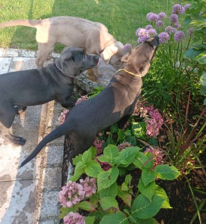 Achtung Abgabebereit : nur noch 1 wunderschöne Labrador Welpe in der Farbe Charcoal