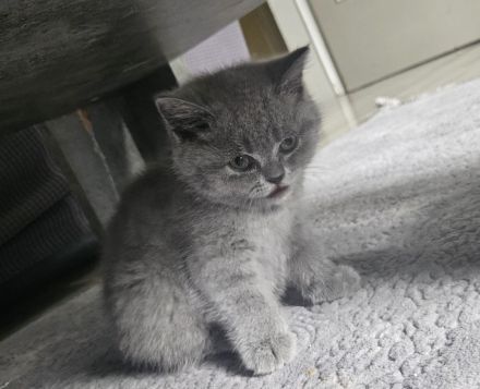 BKH kitten