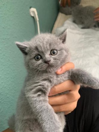 BKH kitten