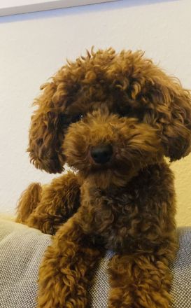 Deckrüde Toypudel Toy-Pudel Toy Pudel Teddybär rot red braun brown