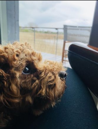 Deckrüde Toypudel Toy-Pudel Toy Pudel Teddybär rot red braun brown