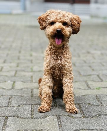 Deckrüde Toypudel Toy-Pudel Toy Pudel Teddybär rot red braun brown