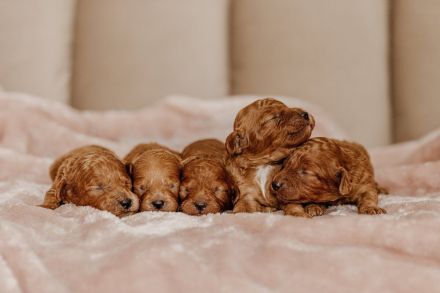 Deckrüde Toypudel Toy-Pudel Toy Pudel Teddybär rot red braun brown