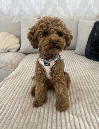 Deckrüde Toypudel Toy-Pudel Toy Pudel Teddybär rot red braun brown