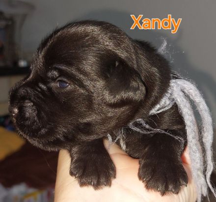 Zwergschnauzer schwarz Welpen *25.07.24