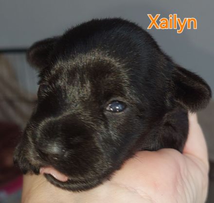 Zwergschnauzer schwarz Welpen *25.07.24