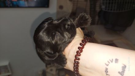 Zwergschnauzer schwarz Welpen *25.07.24