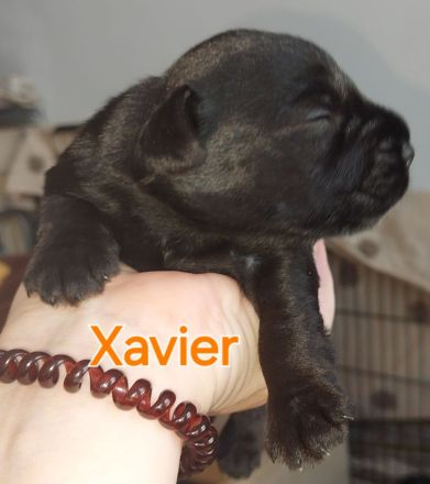 Zwergschnauzer schwarz Welpen *25.07.24