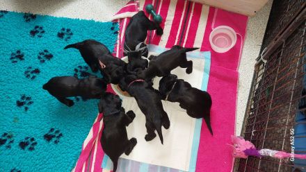 Zwergschnauzer schwarz Welpen *25.07.24