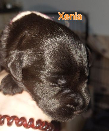 Zwergschnauzer schwarz Welpen *25.07.24