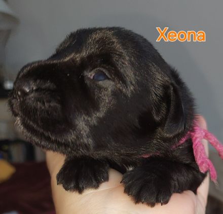 Zwergschnauzer schwarz Welpen *25.07.24