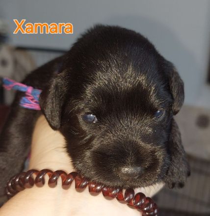 Zwergschnauzer schwarz Welpen *25.07.24