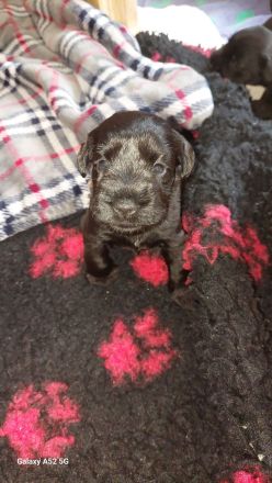 Zwergschnauzer schwarz Welpen *25.07.24