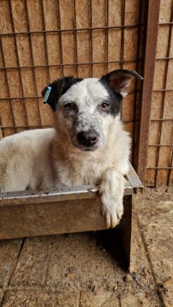 KOBOLD   ca.3-jähriger, wunderschöner Rüde, ca. 45 cm, seit Welpe im Tierheim