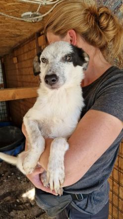 KOBOLD   ca.3-jähriger, wunderschöner Rüde, ca. 45 cm, seit Welpe im Tierheim