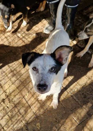 KOBOLD   ca.3-jähriger, wunderschöner Rüde, ca. 45 cm, seit Welpe im Tierheim