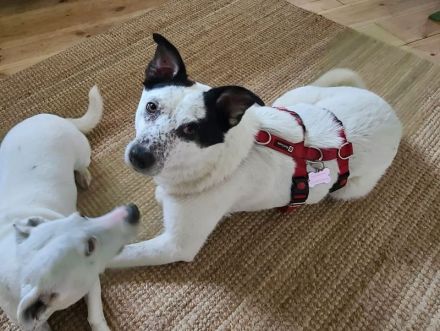 Kobold sucht ein ruhiges Zuhause bei geduldigen und verständnisvollen Menschen, 6J, 51cm